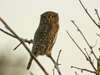 Savute Elephant Camp by Orient Express - Birdlife